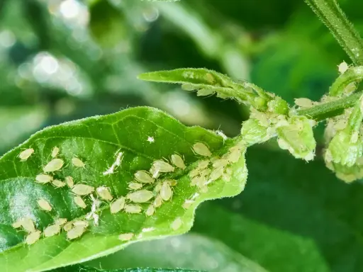Pucerons sur une feuille, signe d'une haie en maladie. Un traitement est nécessaire pour sauver la plante.
