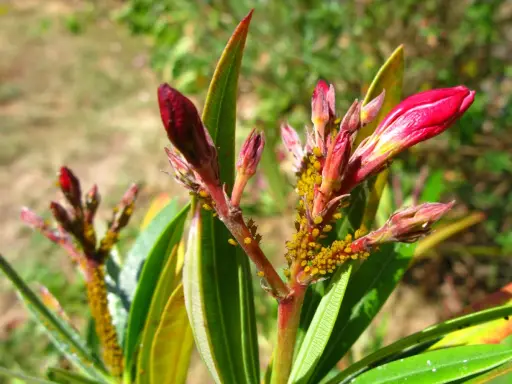 Gros plan sur des bourgeons de laurier rose infestés de pucerons, signe d'une maladie. Les feuilles commencent à sécher.
