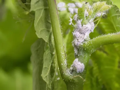 Gros plan sur une tige de plante envahie par des cochenilles cotonneuses, nécessitant un traitement rapide.