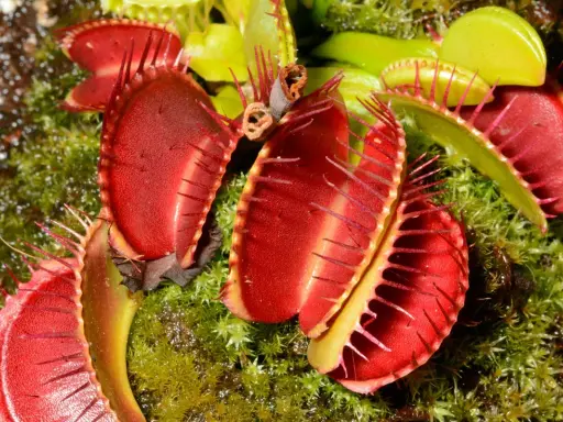 Plante carnivore aux pièges rouges vifs, prête à attraper une mouche.