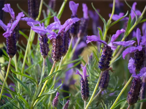 Fleurs de lavande papillon, idéales pour un entretien facile au jardin. Leurs épis violets attirent les pollinisateurs.