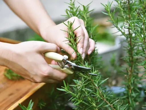 Mains coupant une branche de romarin avec des ciseaux. La récolte du romarin pour la cuisine ou les infusions.