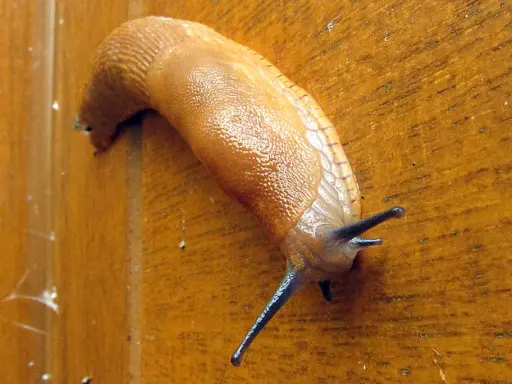 Une limace orange grimpe sur une surface en bois. Une invasion de limaces, pourquoi tant de ces créatures rampantes ?