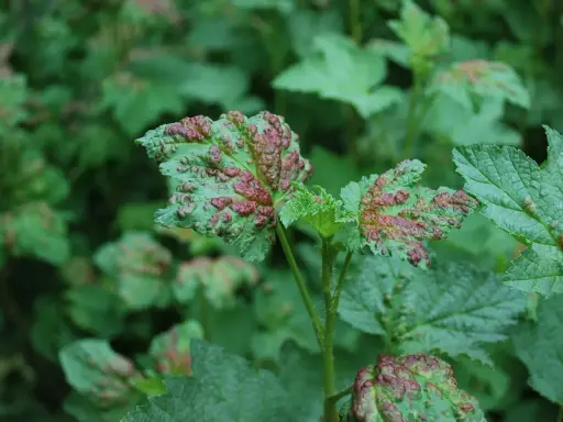 Feuilles vertes atteintes de cloques rouges, signe d'une maladie nécessitant un traitement. Le traitement cloque du pêcher est essentiel pour la santé des plantes.