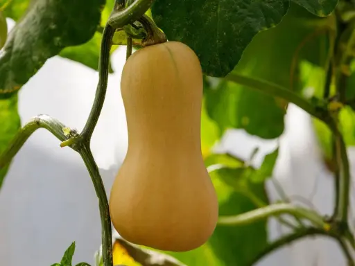 Courge butternut mûre, suspendue à sa tige verte, entourée de feuilles luxuriantes.