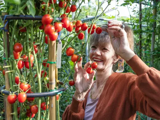 Une femme souriante cueille des tomates cerises mûres dans un jardin. Elle semble gourmande et prête à déguster ces fruits frais.