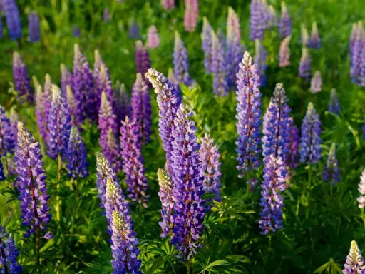 Champ de lupins fleurs aux teintes violettes et bleues, baigné par la lumière du soleil.