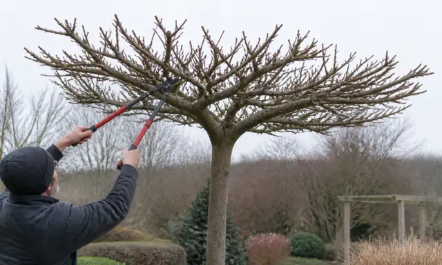 Un homme taille un mûrier platane avec des sécateurs. L'arbre est en forme de parasol, ses branches nues s'étendent vers le ciel gris.