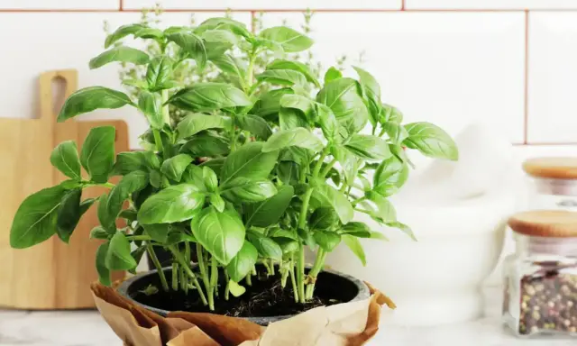 Un plant de basilic en pot, prêt pour son entretien, trône sur un plan de travail. Ses feuilles vertes luxuriantes promettent de parfumer vos plats.