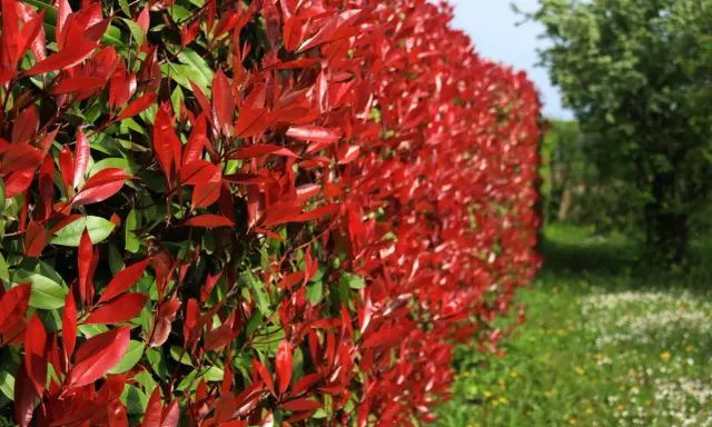 Un mur végétal de photinia aux feuilles rouges éclatantes, contrastant avec le vert des arbres et l'herbe fleurie.
