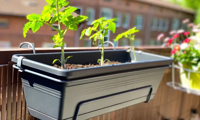 Jeunes plants de tomates dans un arbuste en pot sur un balcon, prêts à pousser.