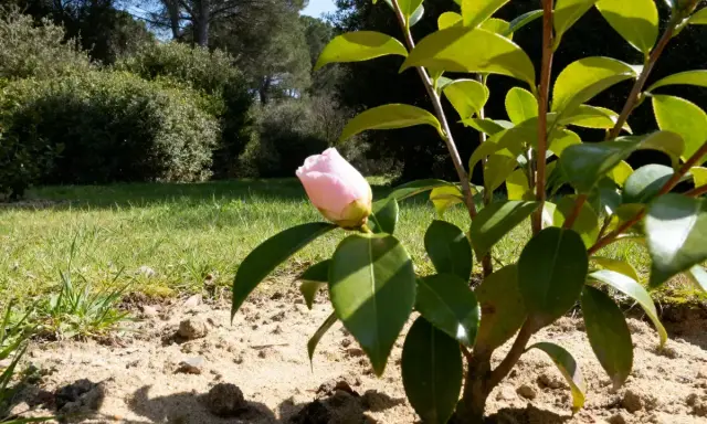 Un camélia en pot, avec un bouton rose pâle prêt à éclore, se dresse sur un sol sablonneux, entouré de verdure luxuriante.
