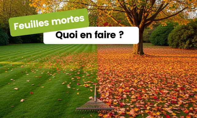 Un râteau attend patiemment sur une pelouse parsemée de feuilles mortes. L'automne est là, prêt à nous faire ramasser les feuilles mortes.