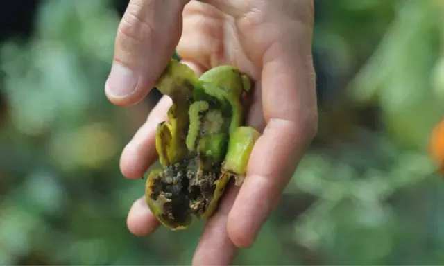 Main d'un jardinier tenant une tomate abîmée par la noctuelle de la tomate. Traitement nécessaire pour protéger les cultures.