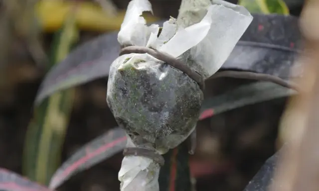 Un marcottage aérien en cours sur une tige de plante, enveloppée de plastique et ligaturée.