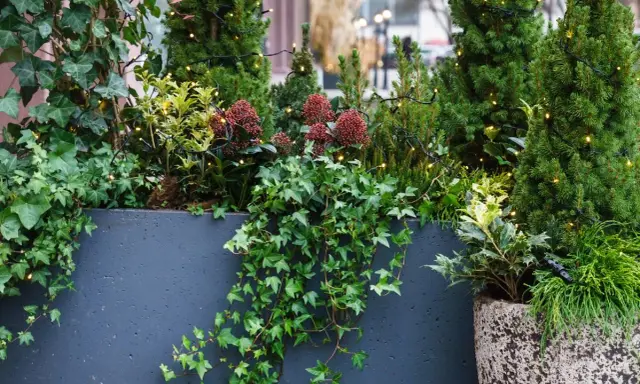 Plante balcon nord : lierre grimpant, conifères et baies rouges illuminés par des guirlandes lumineuses dans une jardinière sombre.