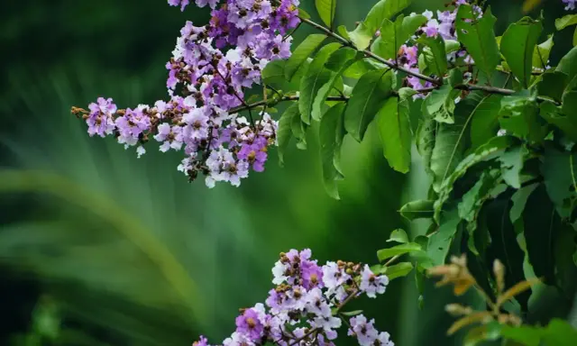 Grappes de fleurs mauves et blanches sur une branche de lilas des Indes, avec des feuilles vertes luxuriantes en arrière-plan.