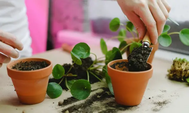 Maintenant, je vais rempoter une plante dans un nouveau pot en terre cuite.