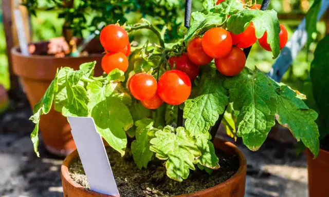 Tomates en pot, rouges et mûres, prêtes à être cueillies. Un plant de tomates en pot avec une étiquette blanche.