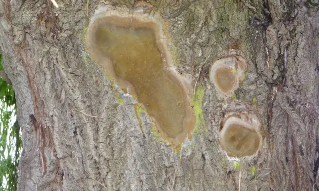 Écorce de saule pleureur marquée par une maladie, avec des plaies suintantes et une croissance fongique verdâtre.