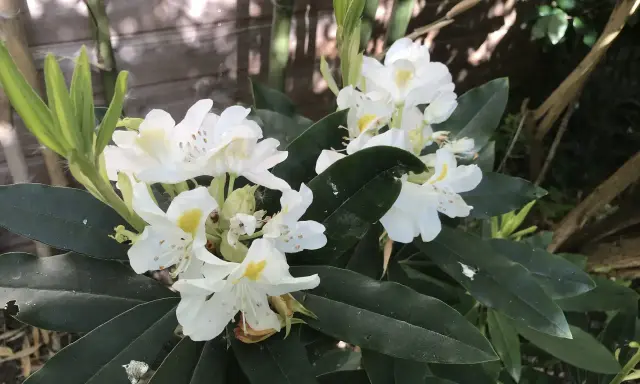 Un magnifique rhododendron en pot, aux fleurs blanches et jaunes, s'épanouit près d'une clôture en bois.