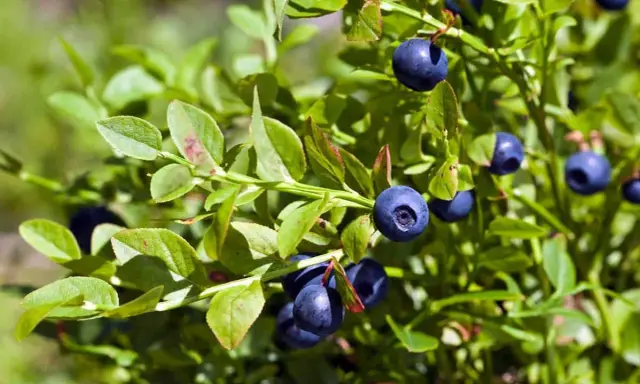 Gros plan sur un myrtillier en pot, ses baies bleues foncées mûres et ses feuilles vertes.