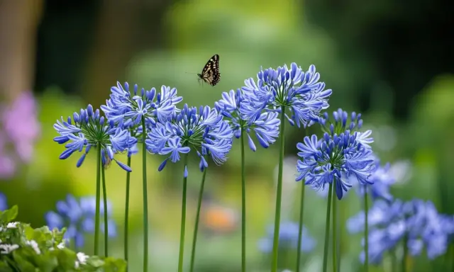 Un papillon voltige au-dessus d'une grappe de fleurs d'été bleues, capturant la beauté éphémère d'une journée ensoleillée.