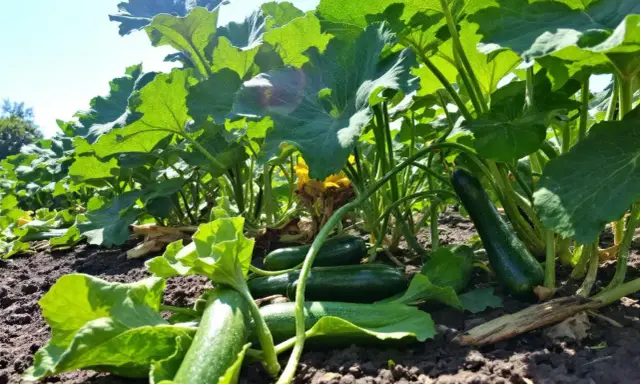 Courgettes vertes mûres sous de grandes feuilles, témoignant de la **durée de vie d'un plant de courgette** et de sa générosité.