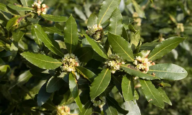 Rameau de laurier sauce avec de petites fleurs crème. La hauteur de la plante est impressionnante, ses feuilles vertes foncées sont lustrées.