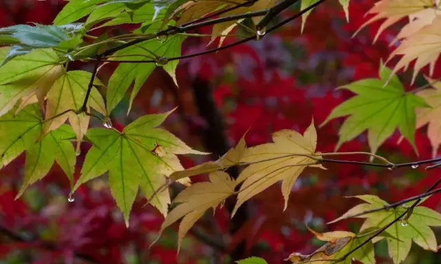 Feuilles d'érable du Japon, certaines vertes, d'autres jaunies, avec des gouttes d'eau. Le fond rouge suggère une maladie ou le début de l'automne.