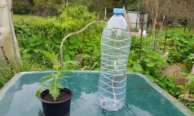 Système d'arrosage par capillarité avec une ficelle reliant une bouteille d'eau à un plant de tomate.