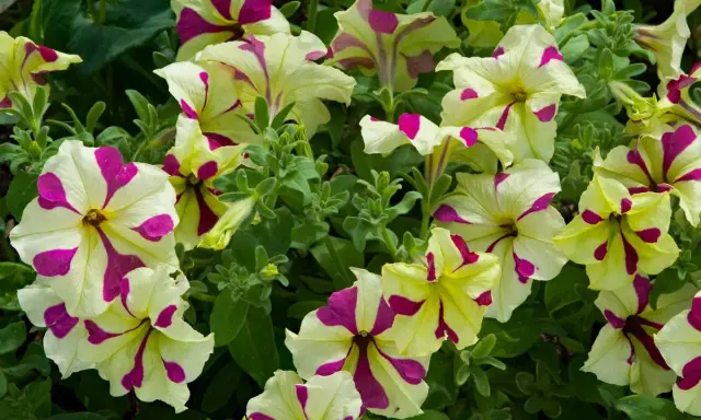 Petunias bicolores, crème et fuchsia, dans une jardinière, leurs pétales rayés évoquent des coups de pinceau artistiques.