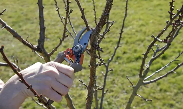 Main d'un jardinier utilisant un sécateur pour la taille d'un jeune abricotier, préparant l'arbre pour la saison de croissance.