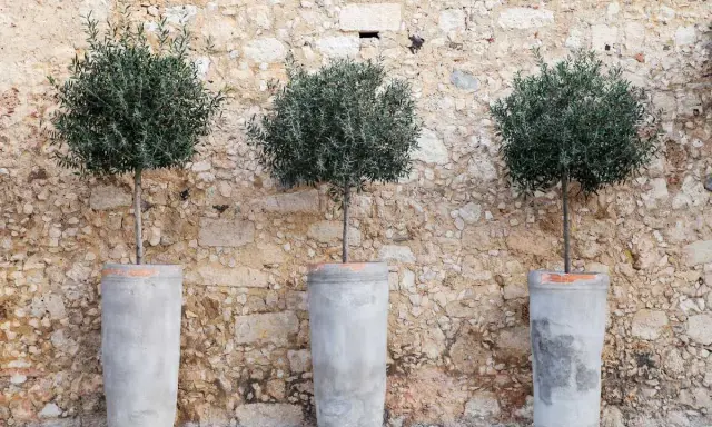 Trois oliviers taillés en boule dans des pots en béton devant un mur de pierres.