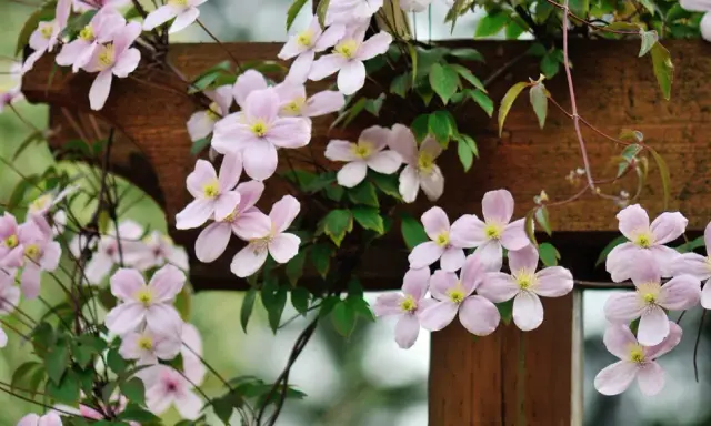 Une délicate plante grimpante aux fleurs roses pâles s'enroule autour d'une structure en bois.