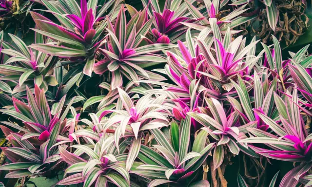 Un tapis de cordyline aux feuilles vertes et roses vibrantes, certaines feuilles sèches ajoutent une touche de contraste à cette végétation luxuriante.