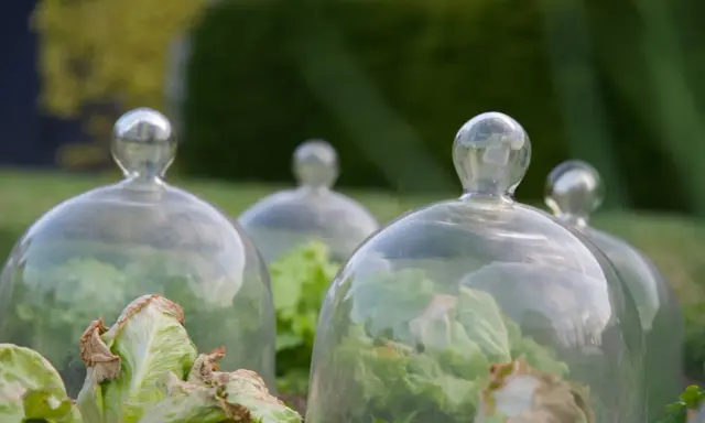 Salades protégées sous cloches de verre. Une limace noire, invisible, attend son heure pour festoyer.