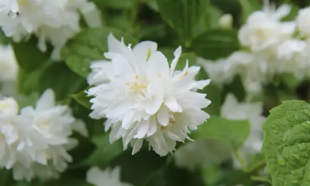 Fleurs blanches et feuillage vert, une belle image pour savoir quand tailler un seringat après sa floraison.