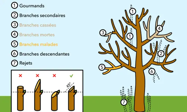 Illustration montrant quand tailler les arbres : gourmands, branches mortes, malades, cassées, secondaires, descendantes et rejets. Le bon angle de coupe est aussi expliqué.