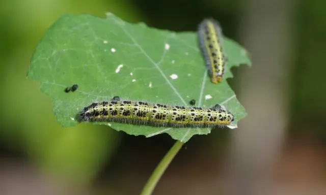 Deux petites chenilles vertes, poilues et tachetées de noir, grignotent une feuille.