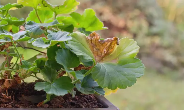 Géranium malade, une feuille brunie et sèche montre des signes de maladie.