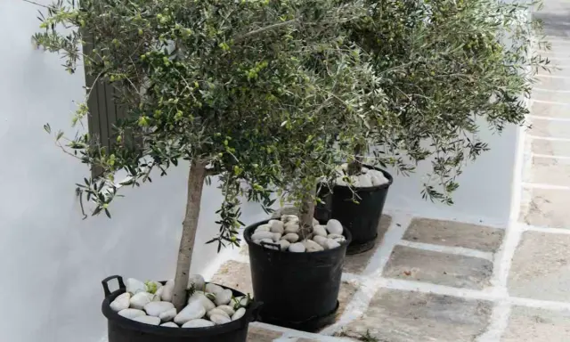 Trois oliviers en pot extérieur, ornés de galets blancs, apportent une touche méditerranéenne à un chemin pavé.