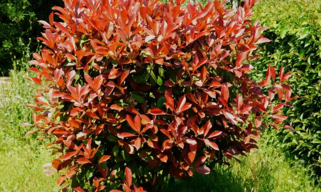Gros plan sur un arbuste de photinia aux feuilles rouges vives, peut-être atteint d'une maladie.