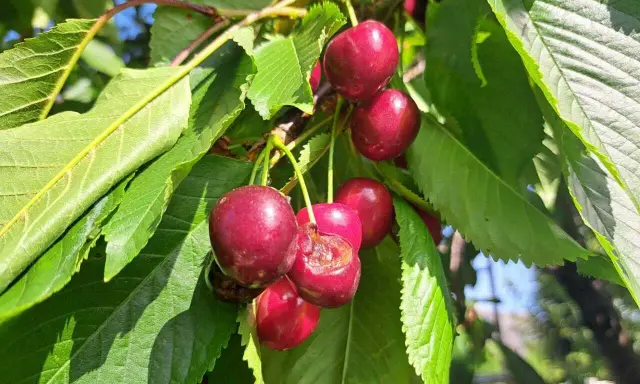 Des cerises rouges mûres sur une branche, certaines déjà grignotées par des vers dans les cerises.