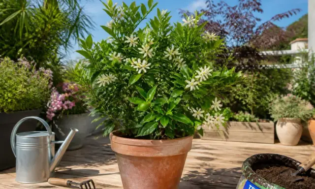 Un oranger du Mexique en pot, orné de petites fleurs blanches, sur une terrasse ensoleillée. Arrosoir et outils de jardinage à proximité.