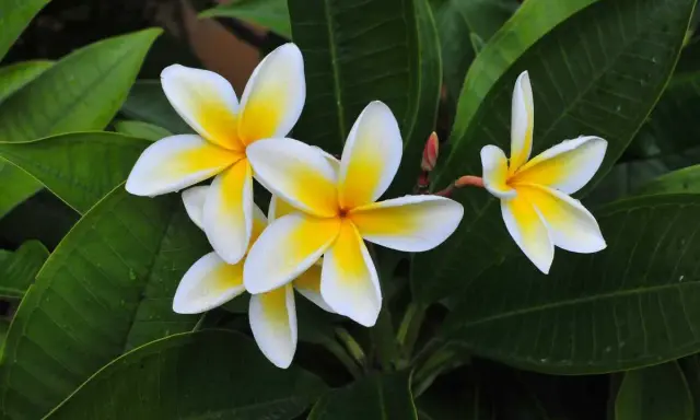 Un magnifique frangipanier en pot, ses fleurs blanches aux cœurs jaunes éclatants se déploient sur un fond de feuilles vertes luxuriantes.