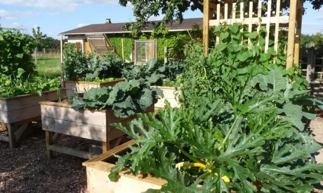 Un potager luxuriant avec des carrés potagers en bois. Au premier plan, une grande feuille de courgette en pot cache des fruits jaunes.