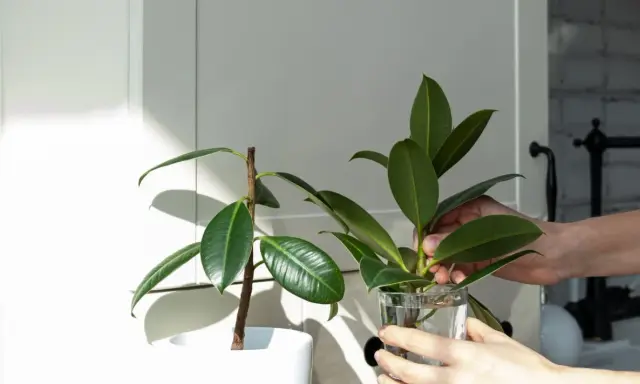 Une main place une bouture de ficus elastica dans un verre d'eau, prêt pour la taille et le bouturage.