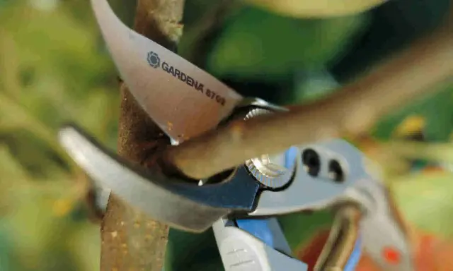 Sécateur Gardena coupant une branche pour apprendre comment tailler un catalpa en parasol.