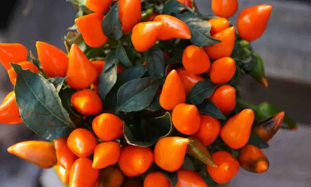 Un piment en pot, ses fruits orange vif brillent sous la lumière, promettant une touche de feu à vos plats.